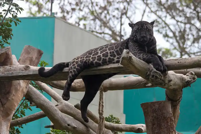 felino en el parque de las leyendas