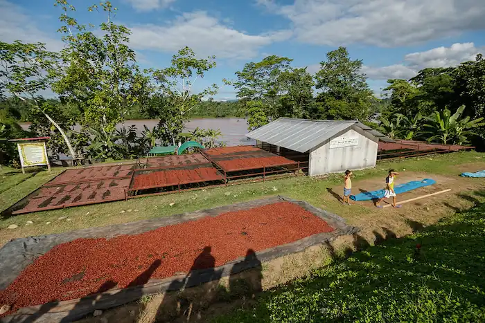 Chazuta, el rincón del cacao
