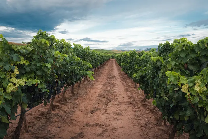 Viñedos y bodegas artesanales
