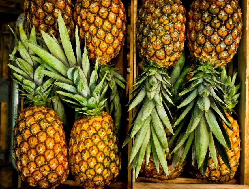 Piña amazónica