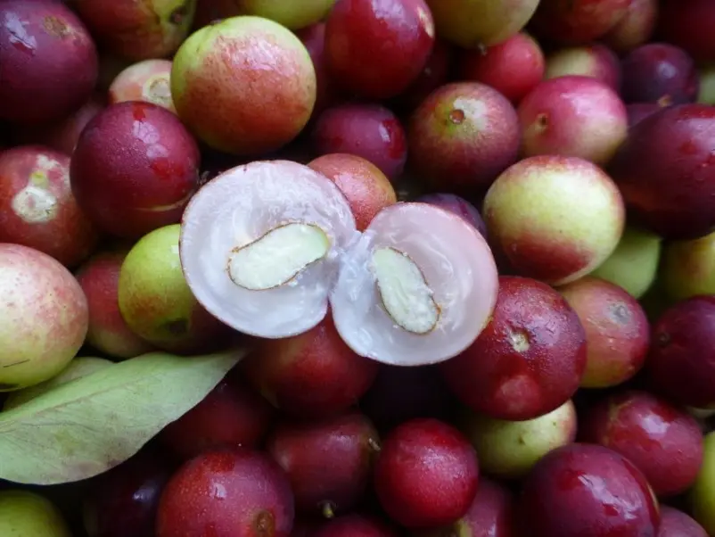 Camu camu