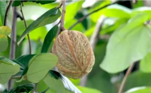 frutas de la selva peruana